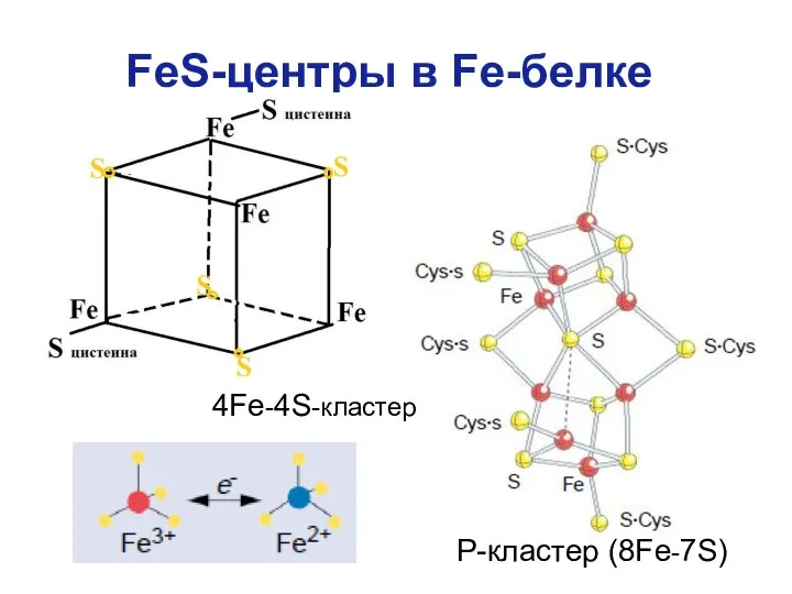 FeS-центры в Fe-белке Р-кластер (8Fe-7S) 4Fe-4S-кластер