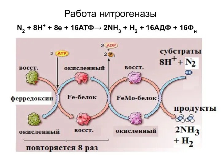 Работа нитрогеназы N2 + 8H+ + 8e + 16АТФ→ 2NH3 + H2 + 16АДФ + 16Фн