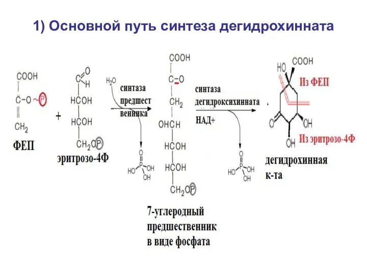 1) Основной путь синтеза дегидрохинната