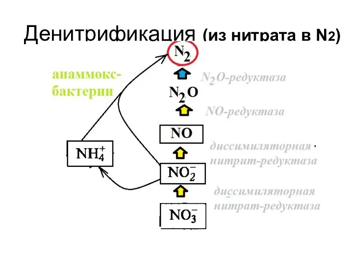 Денитрификация (из нитрата в N2)