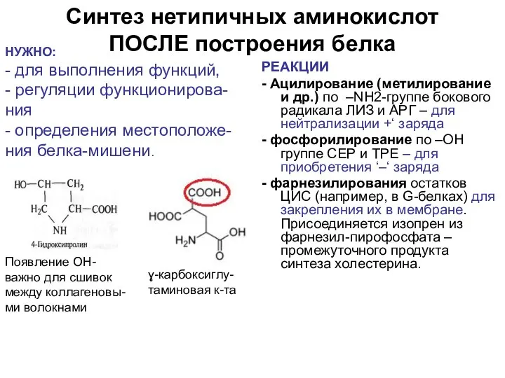 Синтез нетипичных аминокислот ПОСЛЕ построения белка РЕАКЦИИ - Ацилирование (метилирование и др.)