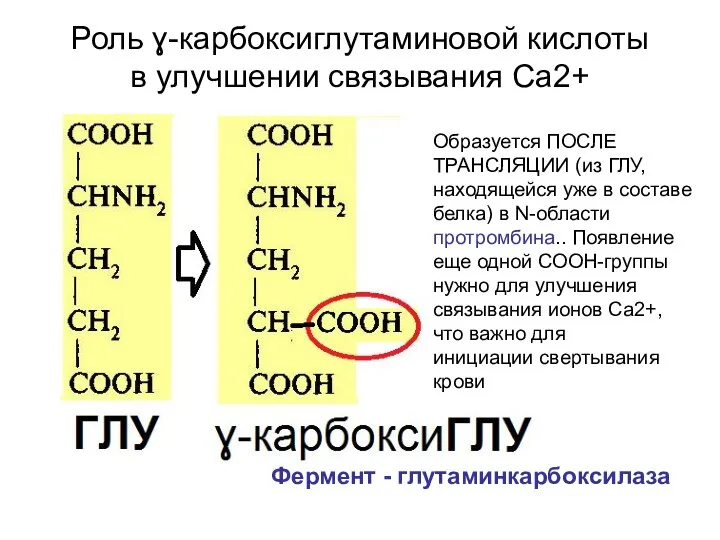 Роль ɣ-карбоксиглутаминовой кислоты в улучшении связывания Са2+ Образуется ПОСЛЕ ТРАНСЛЯЦИИ (из ГЛУ,