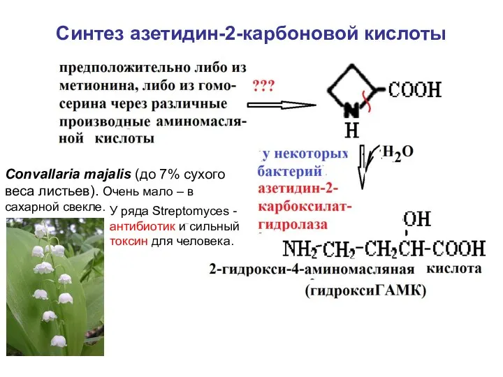 Синтез азетидин-2-карбоновой кислоты Convallaria majalis (до 7% сухого веса листьев). Очень мало