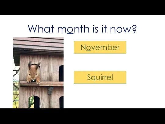 What month is it now? November Squirrel