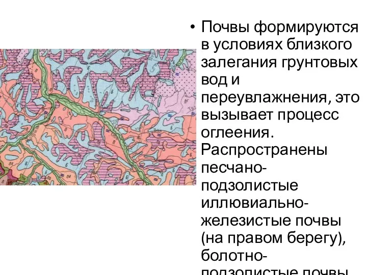 Почвы формируются в условиях близкого залегания грунтовых вод и переувлажнения, это вызывает