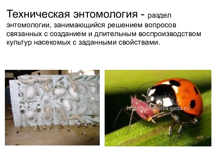 Техническая энтомология - раздел энтомологии, занимающийся решением вопросов связанных с созданием и