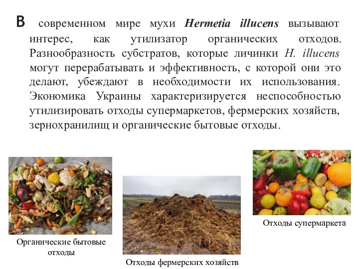 В современном мире мухи Hermetia illucens вызывают интерес, как утилизатор органических отходов.