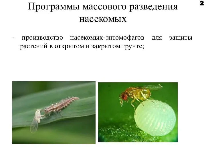 Программы массового разведения насекомых - производство насекомых-энтомофагов для защиты растений в открытом и закрытом грунте; 2