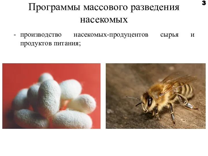 Программы массового разведения насекомых 3 производство насекомых-продуцентов сырья и продуктов питания;