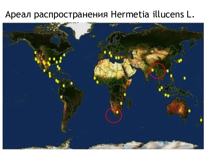 Ареал распространения Hermetia illucens L.