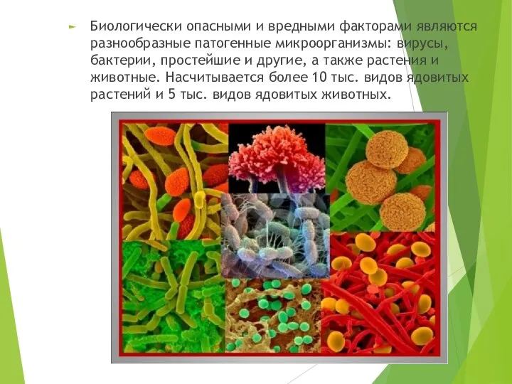Биологически опасными и вредными факторами являются разнообразные патогенные микроорганизмы: вирусы, бактерии, простейшие