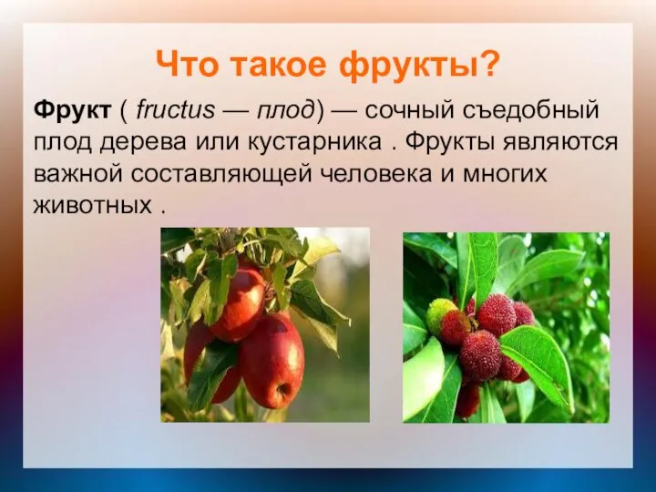 Что такое фрукты? Фрукт ( fructus — плод) — сочный съедобный плод