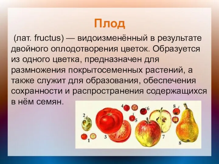 Плод (лат. fructus) — видоизменённый в результате двойного оплодотворения цветок. Образуется из