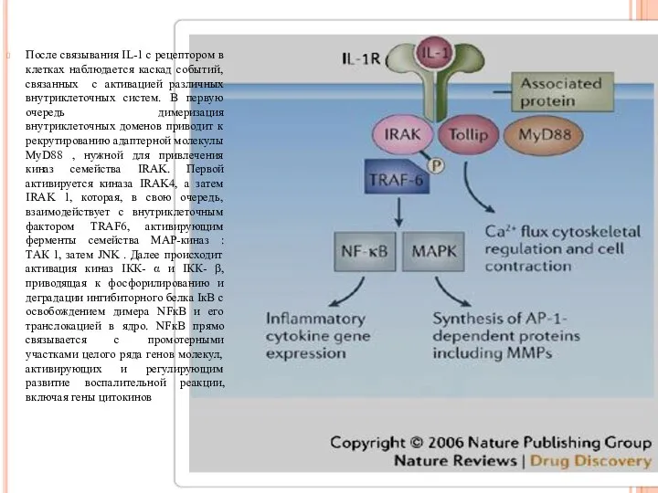 После связывания IL-1 с рецептором в клетках наблюдается каскад событий, связанных с