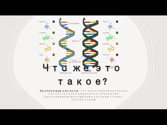 Что же это такое? Нуклиновые кислоты - это высокомолекулярные органические соединения, природные