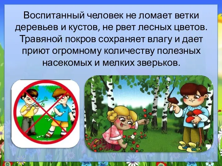 Воспитанный человек не ломает ветки деревьев и кустов, не рвет лесных цветов.