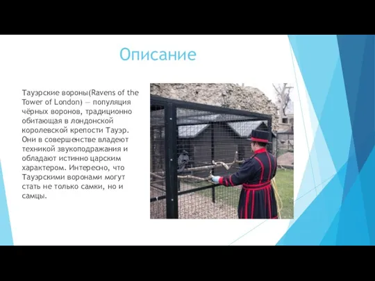 Описание Тауэрские вороны(Ravens of the Tower of London) — популяция чёрных воронов,