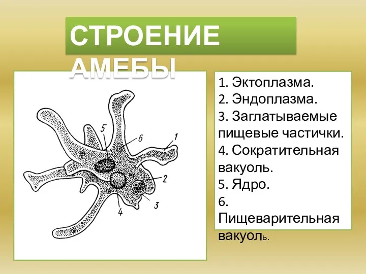 1. Эктоплазма. 2. Эндоплазма. 3. Заглатываемые пищевые частички. 4. Сократительная вакуоль. 5.