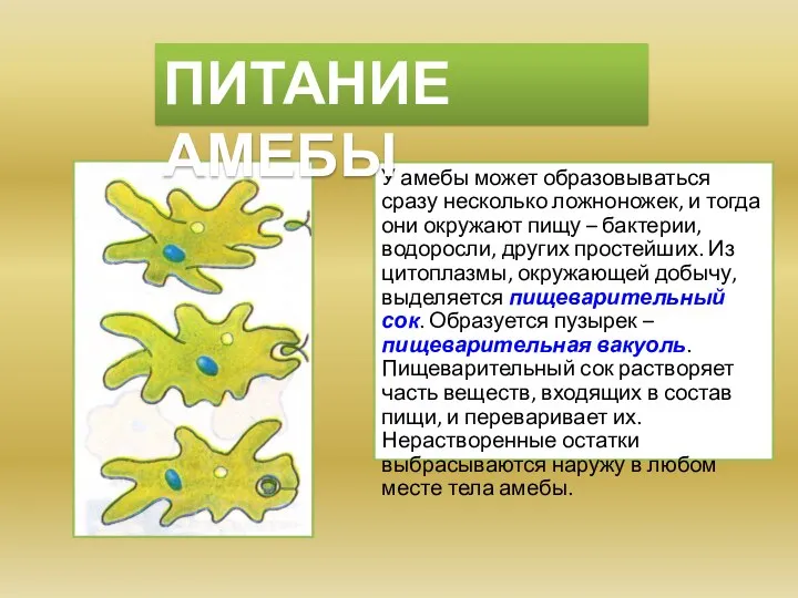 У амебы может образовываться сразу несколько ложноножек, и тогда они окружают пищу