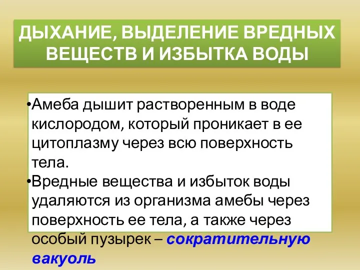 ДЫХАНИЕ, ВЫДЕЛЕНИЕ ВРЕДНЫХ ВЕЩЕСТВ И ИЗБЫТКА ВОДЫ Амеба дышит растворенным в воде