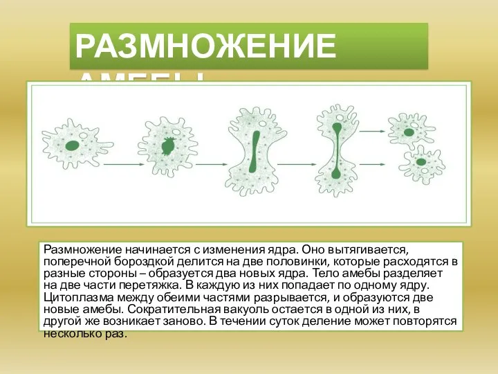 РАЗМНОЖЕНИЕ АМЕБЫ Размножение начинается с изменения ядра. Оно вытягивается, поперечной бороздкой делится