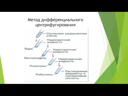 Метод дифференциального центрифугирования