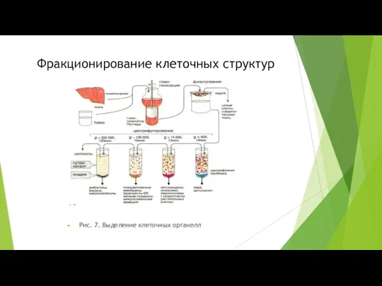 Фракционирование клеточных структур Рис. 7. Выделение клеточных органелл