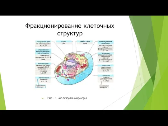 Фракционирование клеточных структур Рис. 8. Молекулы-маркеры