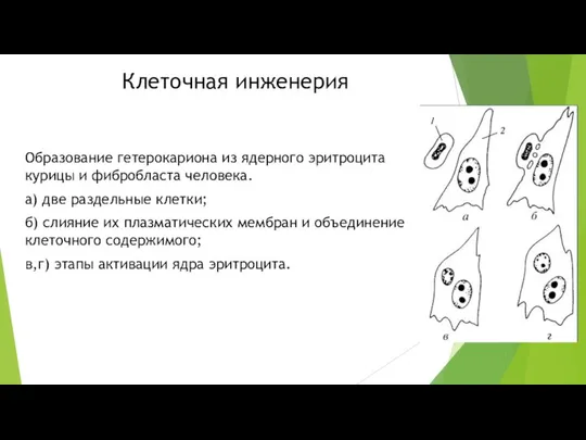 Клеточная инженерия Образование гетерокариона из ядерного эритроцита курицы и фибробласта человека. а)