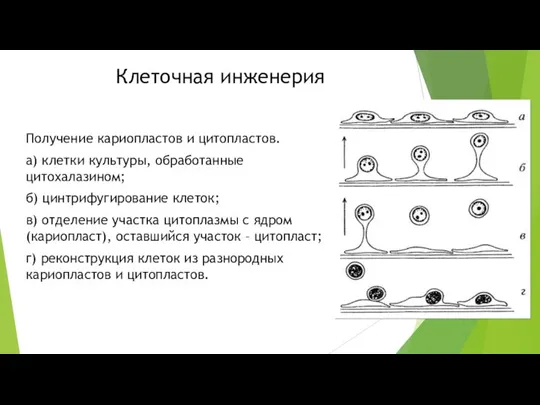 Клеточная инженерия Получение кариопластов и цитопластов. а) клетки культуры, обработанные цитохалазином; б)