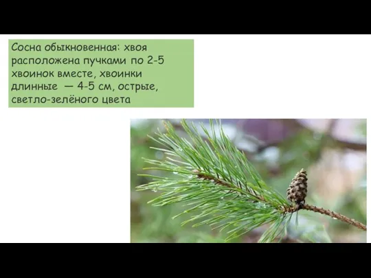 Сосна обыкновенная: хвоя расположена пучками по 2-5 хвоинок вместе, хвоинки длинные —