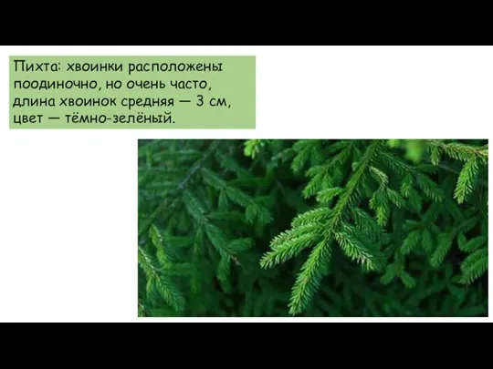 Пихта: хвоинки расположены поодиночно, но очень часто, длина хвоинок средняя — 3 см, цвет — тёмно-зелёный.