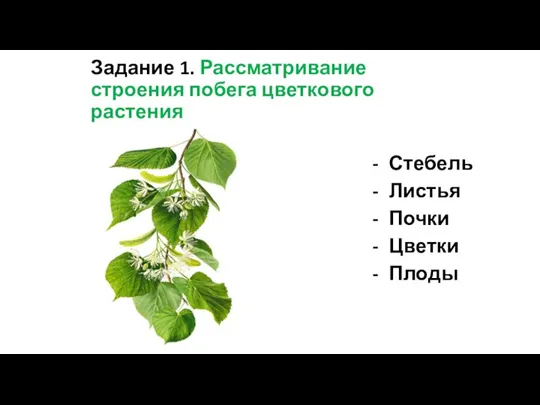 Задание 1. Рассматривание строения побега цветкового растения Стебель Листья Почки Цветки Плоды