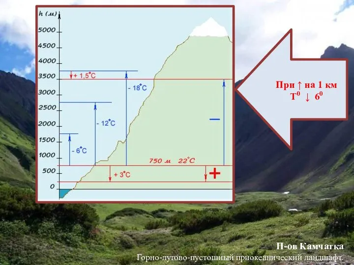 При ↑ на 1 км T0 ↓ 60 П-ов Камчатка Горно-лугово-пустошный приокеанический ландшафт.