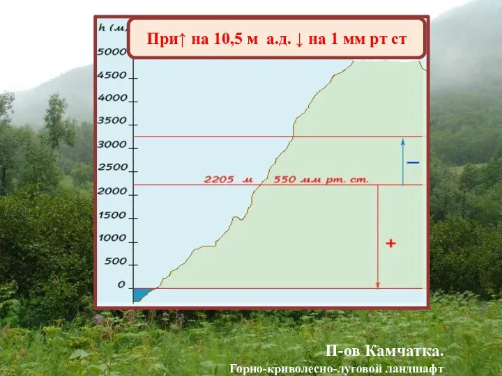 При↑ на 10,5 м а.д. ↓ на 1 мм рт ст П-ов Камчатка. Горно-криволесно-луговой ландшафт