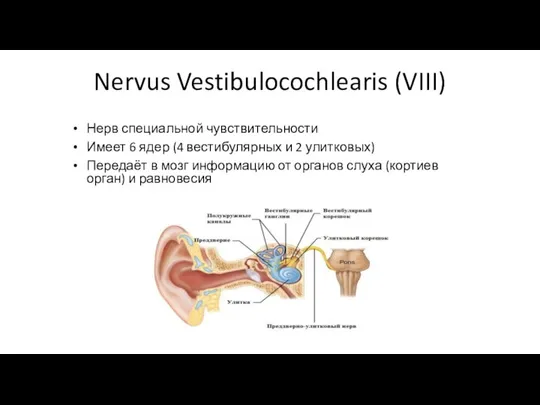 Nervus Vestibulocochlearis (VIII) Нерв специальной чувствительности Имеет 6 ядер (4 вестибулярных и