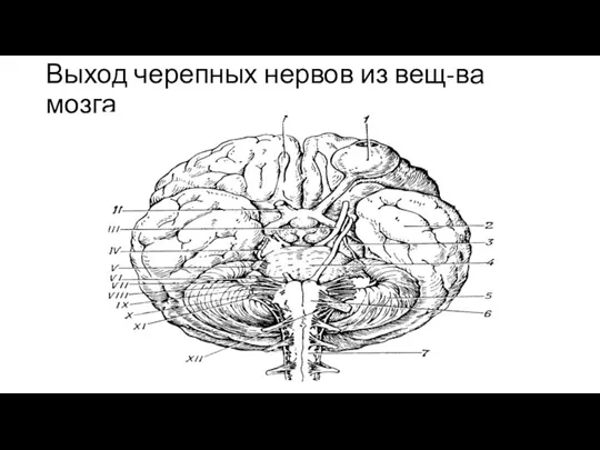 Выход черепных нервов из вещ-ва мозга