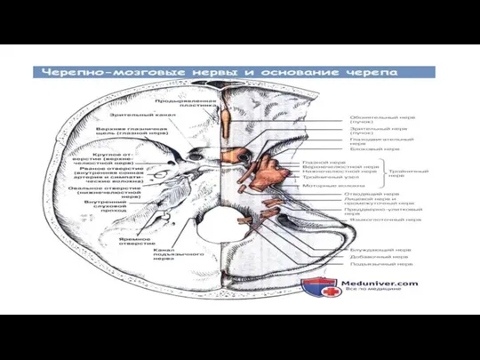 Nervus Trigeminus (V) Является смешанным нервом Имеет 4 ядра (3 чувствительных и