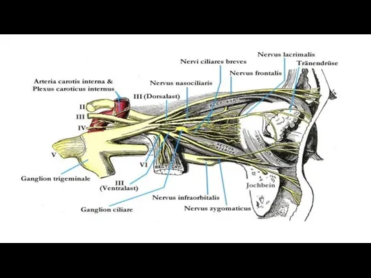 1 ветвь – n. ophthalmicus Основные ветви: N. frontalis N. lacrimalis N. nasociliaris