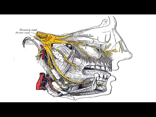 2 ветвь – n. maxillaris Основные ветви: N. infraorbitalis Nn. pterygopalatini N. zygomaticus