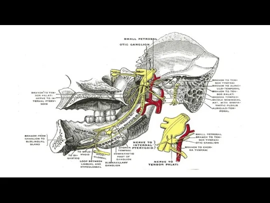 3 ветвь – n. mandibularis Основные ветви: Передняя часть N. massetericus Nn.