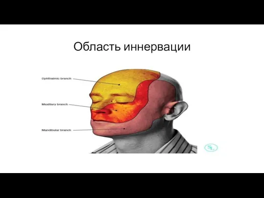 Область иннервации