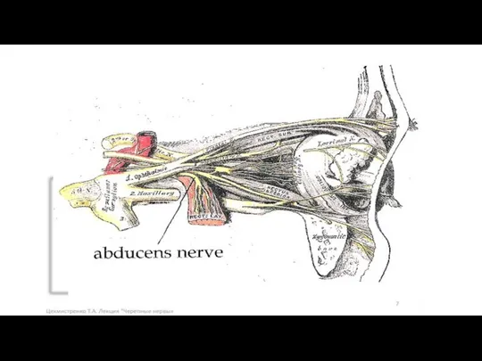 Nervus Abducens (VI) Является двигательным нервом Имеет одно двигательное ядро Иннервирует m.