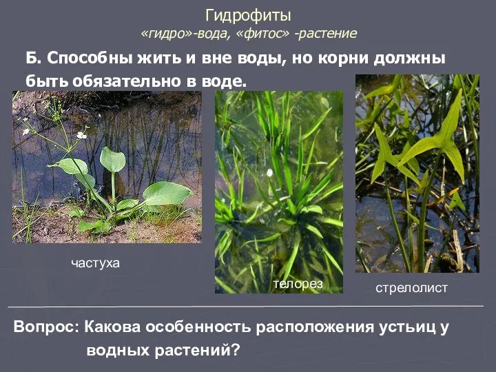Гидрофиты «гидро»-вода, «фитос» -растение Б. Способны жить и вне воды, но корни