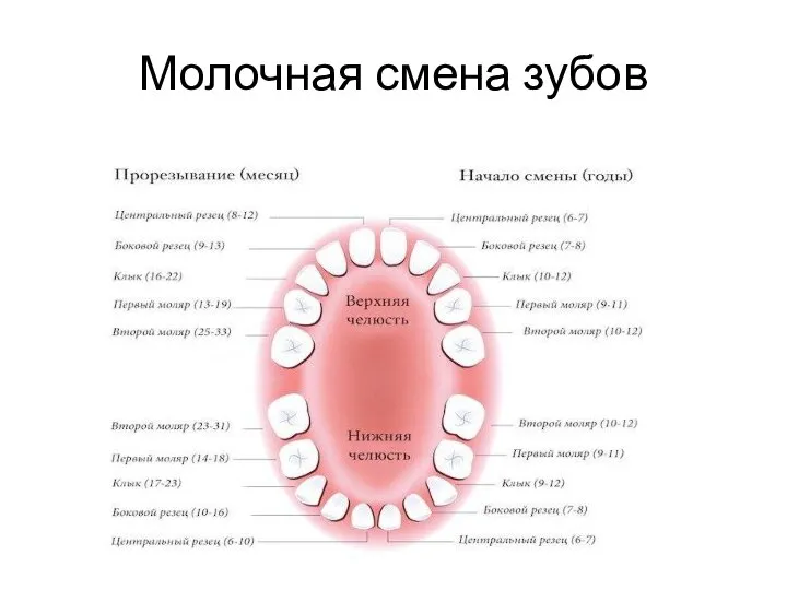 Молочная смена зубов