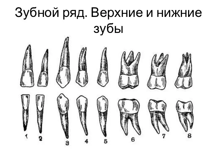 Зубной ряд. Верхние и нижние зубы
