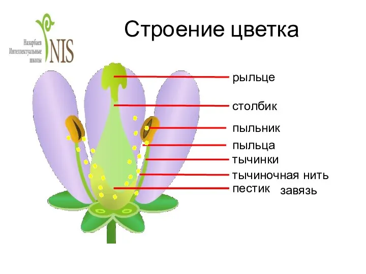 Строение цветка