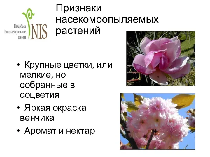 Признаки насекомоопыляемых растений Крупные цветки, или мелкие, но собранные в соцветия Яркая