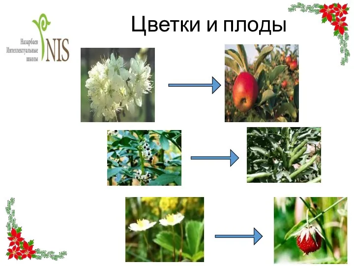Цветки и плоды