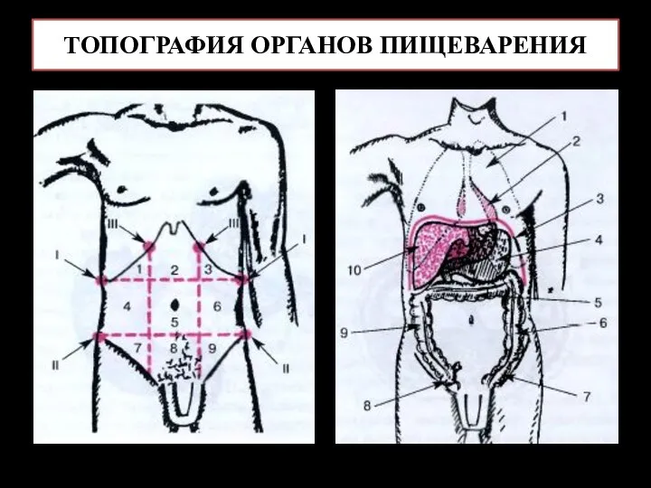 ТОПОГРАФИЯ ОРГАНОВ ПИЩЕВАРЕНИЯ